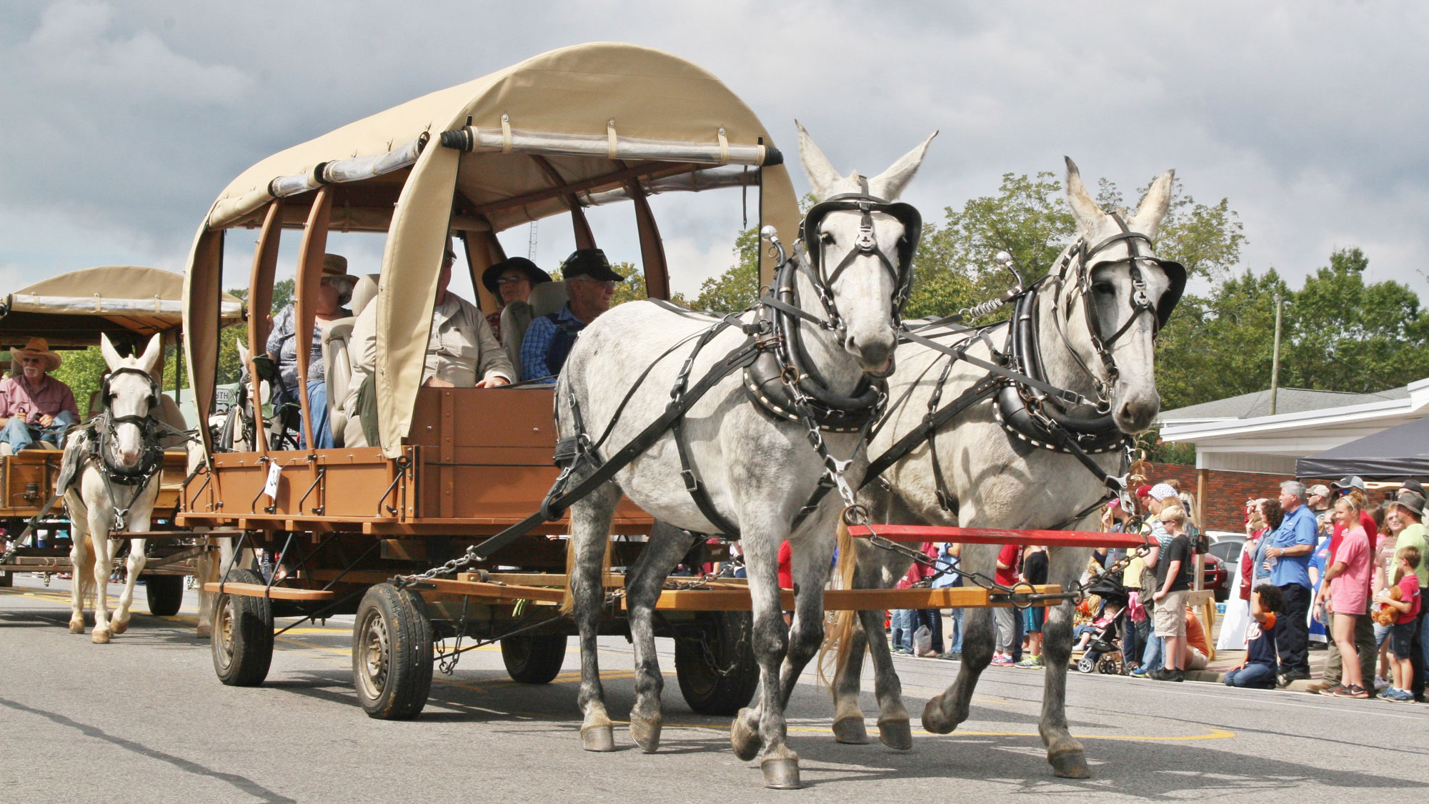 Mule Day in Winfield, Alabama. Two white mules pulling a covered wagon filled with people during a street festival.